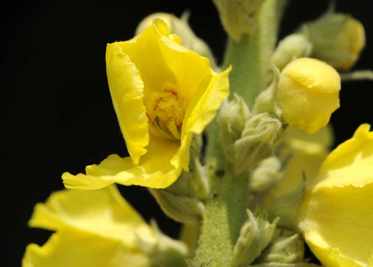 Verbascum phlomoides o V.densiflorum ?