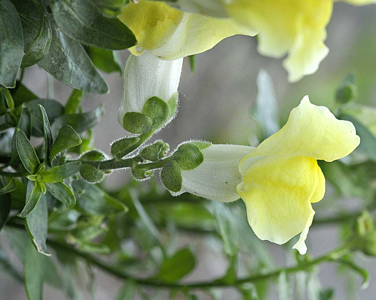 Sbuca da un muro: Antirrhinum majus, cultivar