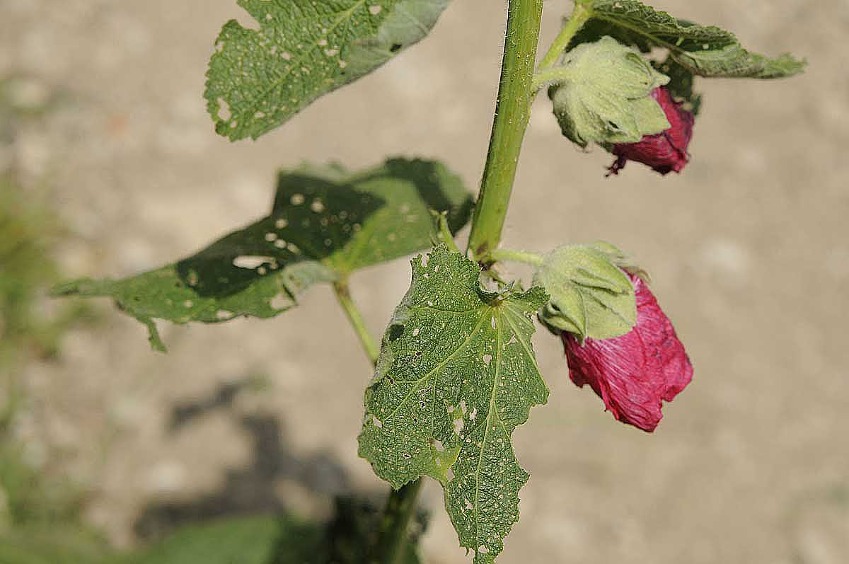 Alcea rosea / Malvone roseo