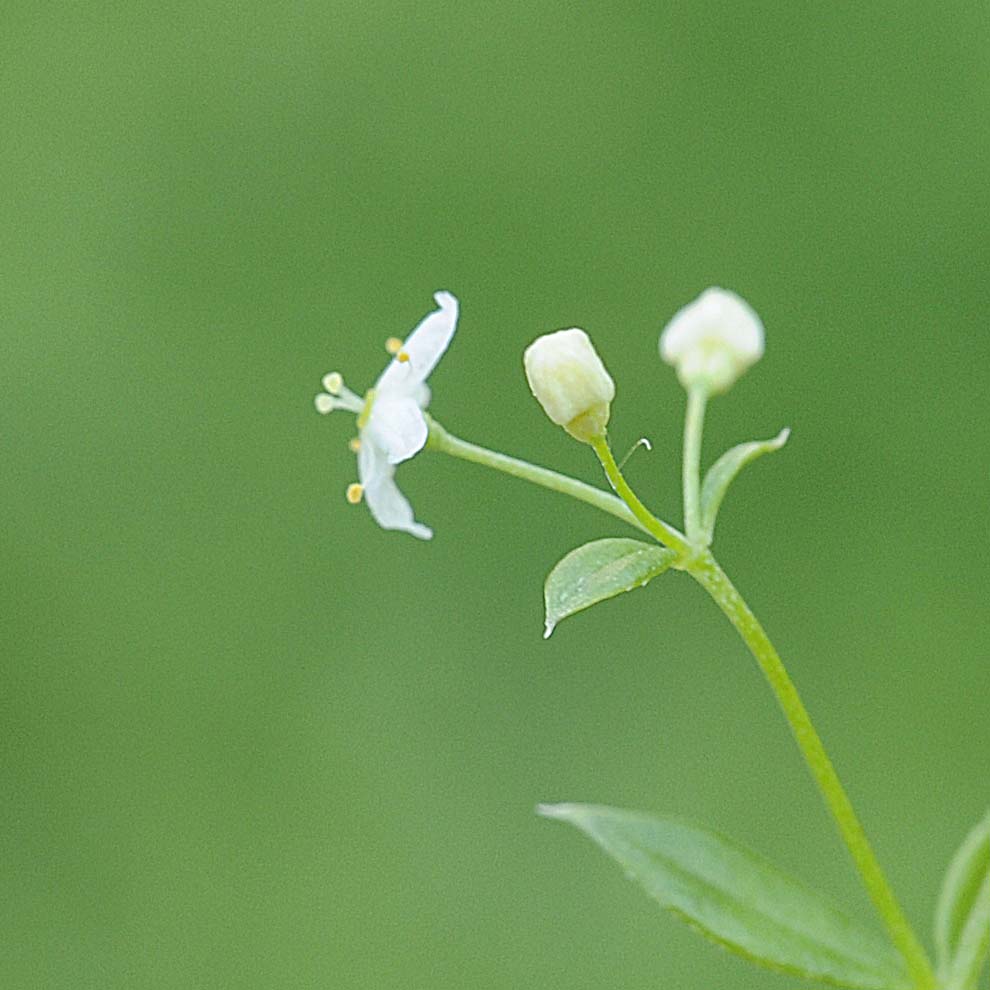 Galium mollugo / Caglio tirolese