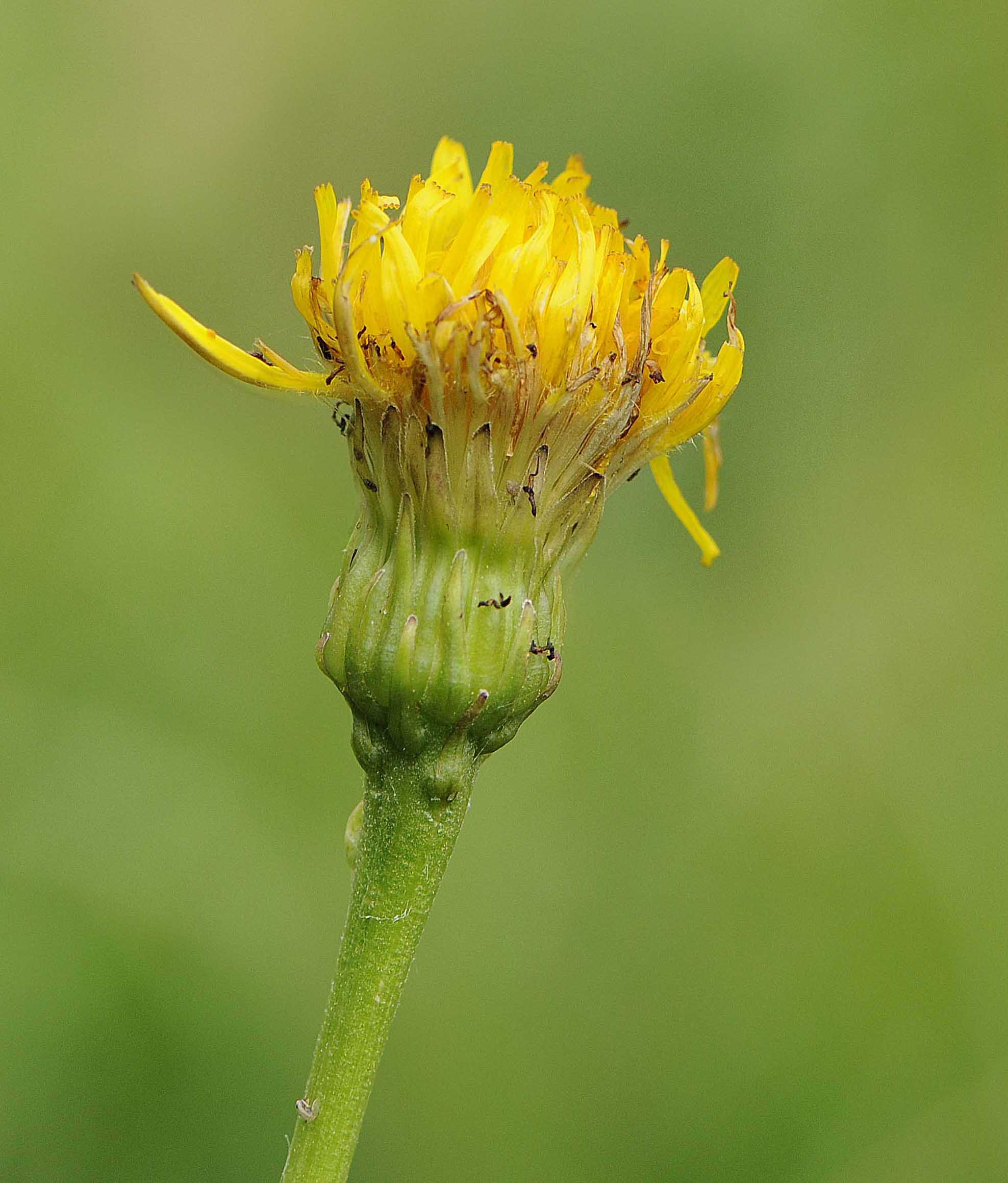 Leontodon hispidus