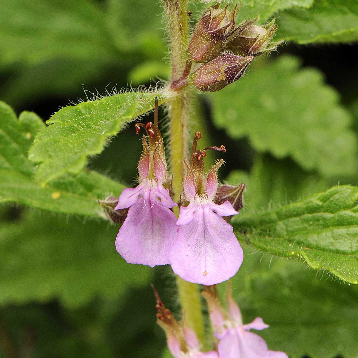 Teucrium chamaedris