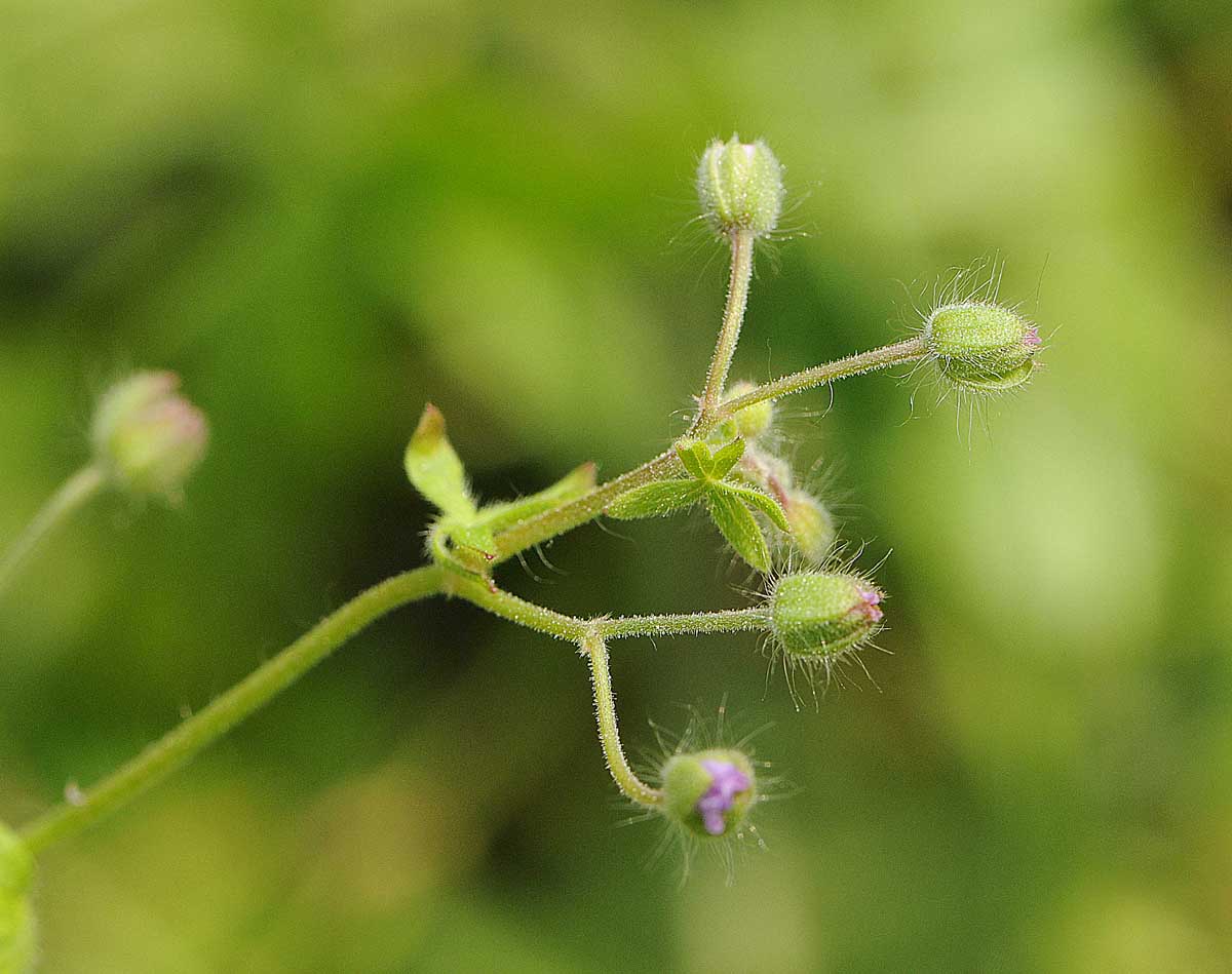 Geranium molle / Geranio volgare