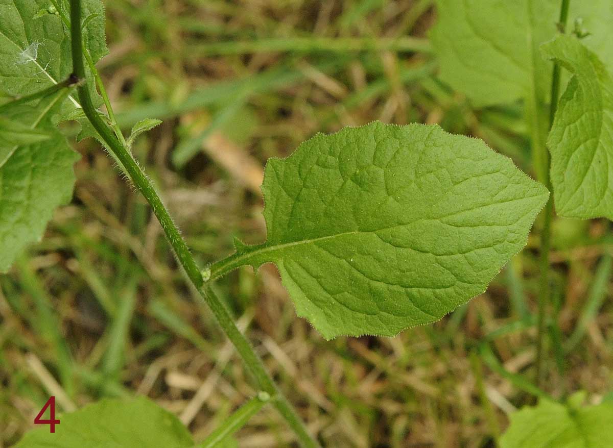 Lapsana communis / Lassana comune