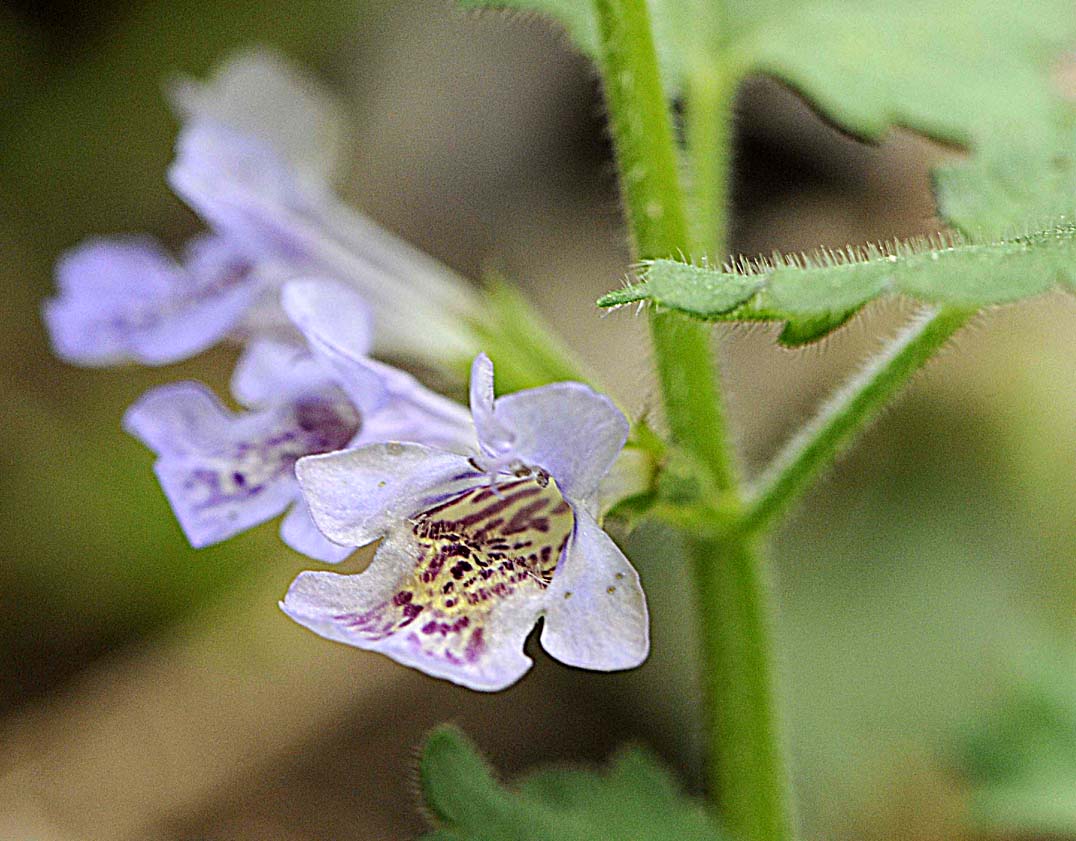 Glechoma hederacea subsp hirsuta?