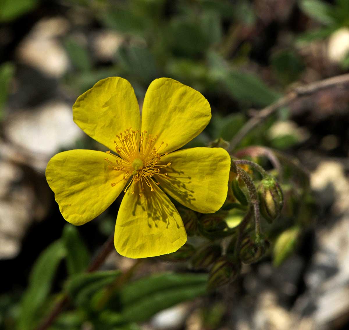 Helianthemum mummularium s. l.