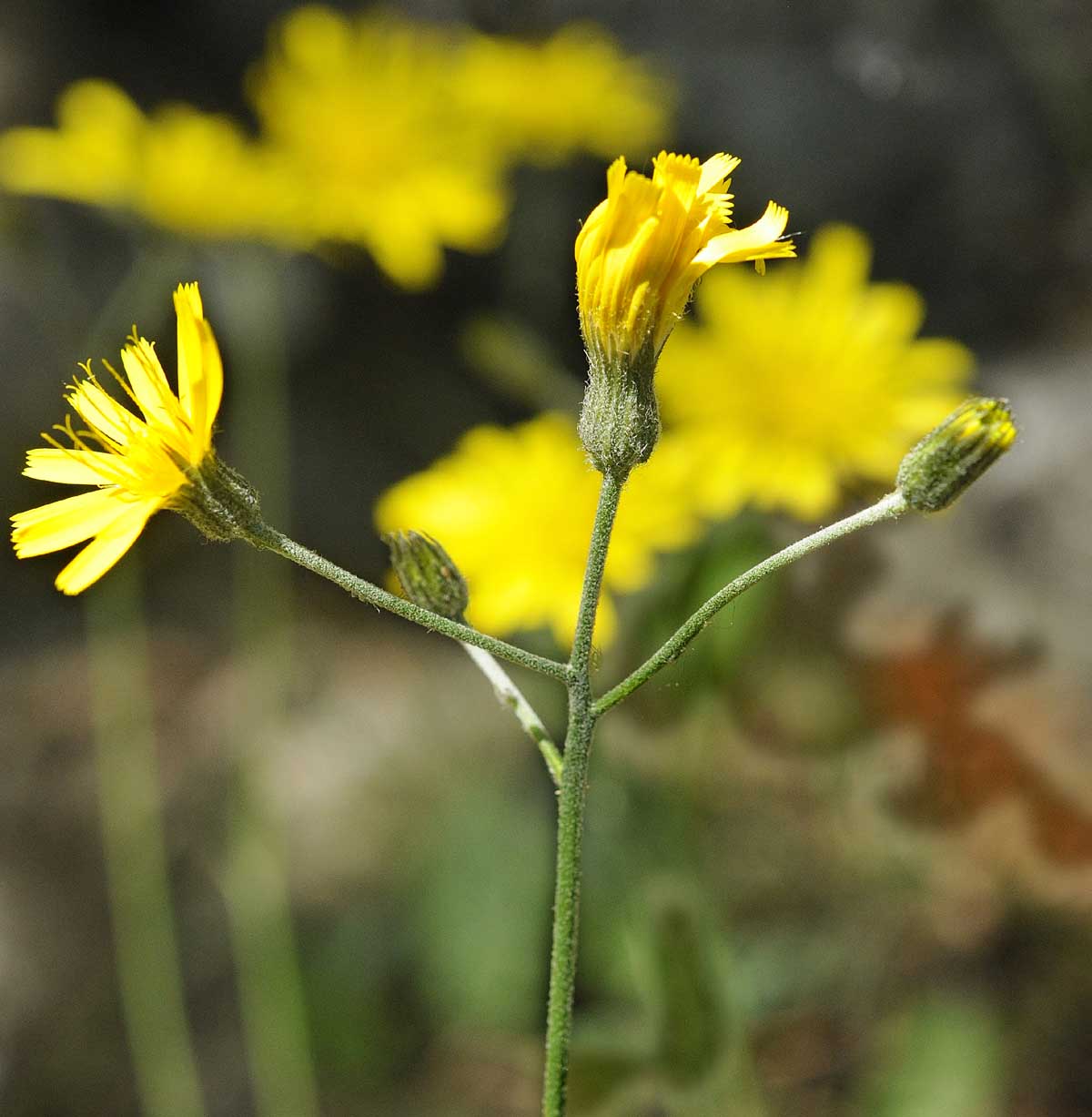 Hieracium a foglie macchiate