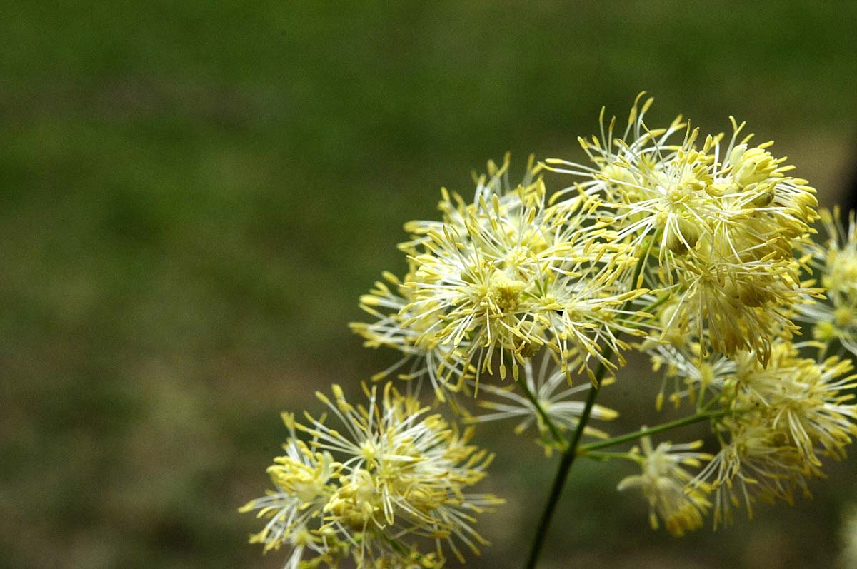 Apiacea?  no, Ranunculaceae: Thalictrum cfr. lucidum