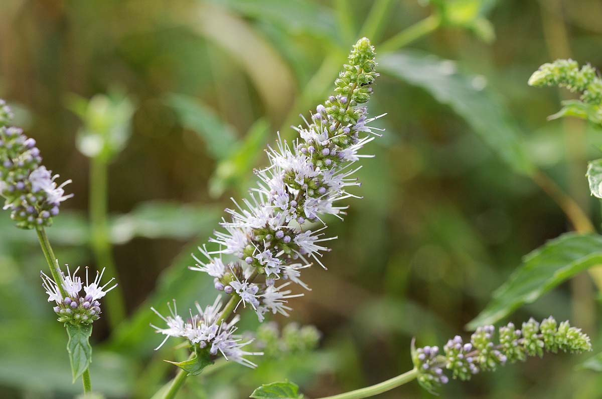 Mentha spicata?