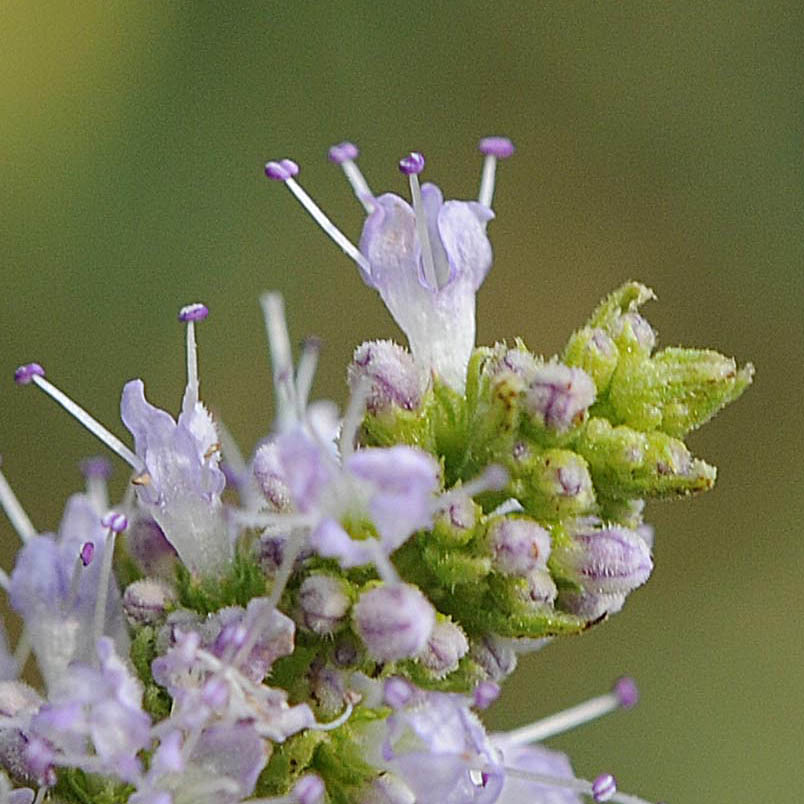 Mentha suaveolens?