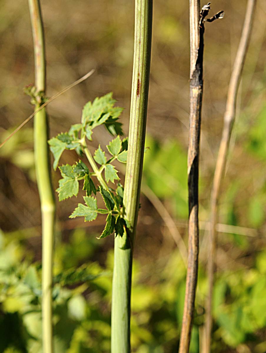 Peucedanum cervaria?