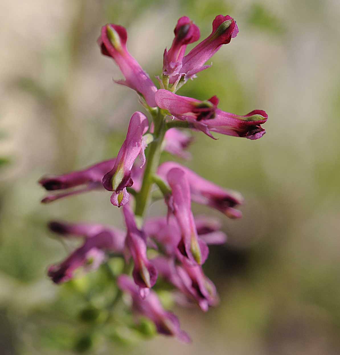 Fumaria officinalis subsp. officinalis / Fumaria comune