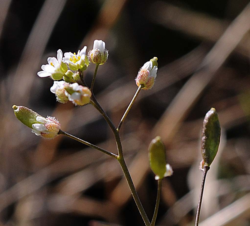 Erophila verna
