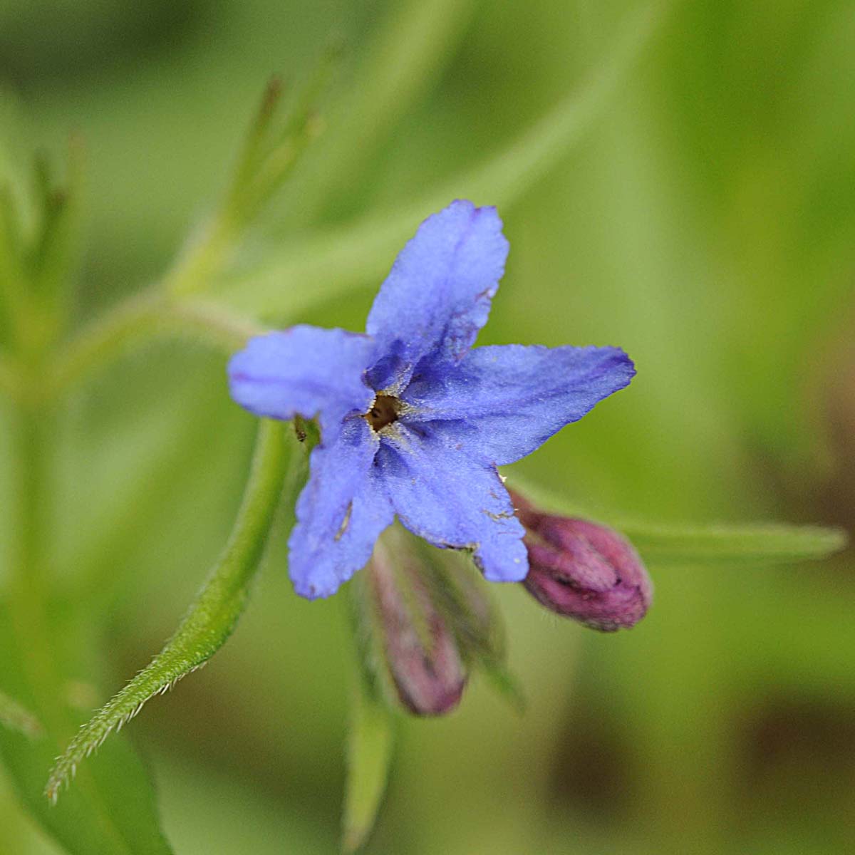 Buglossoides purpurocaerulea (L.) I.M. Johnst