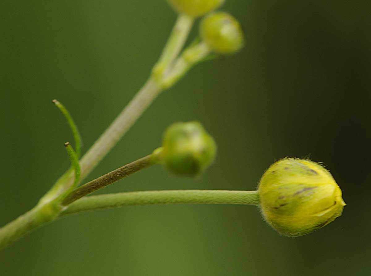 Ranunculus acris L / Ranuncolo comune