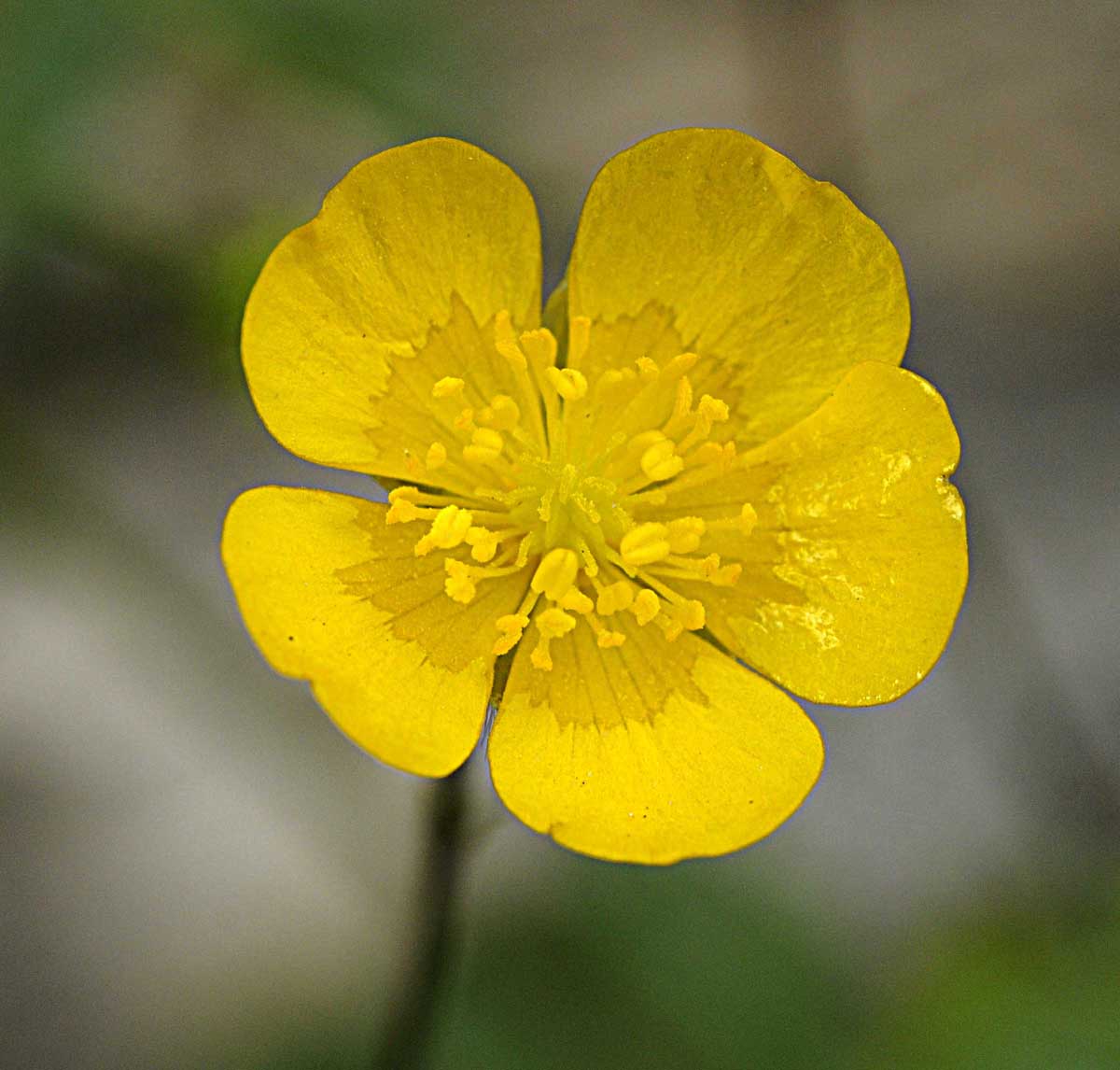 Ranunculus lanuginosus / Ranuncolo lanuto