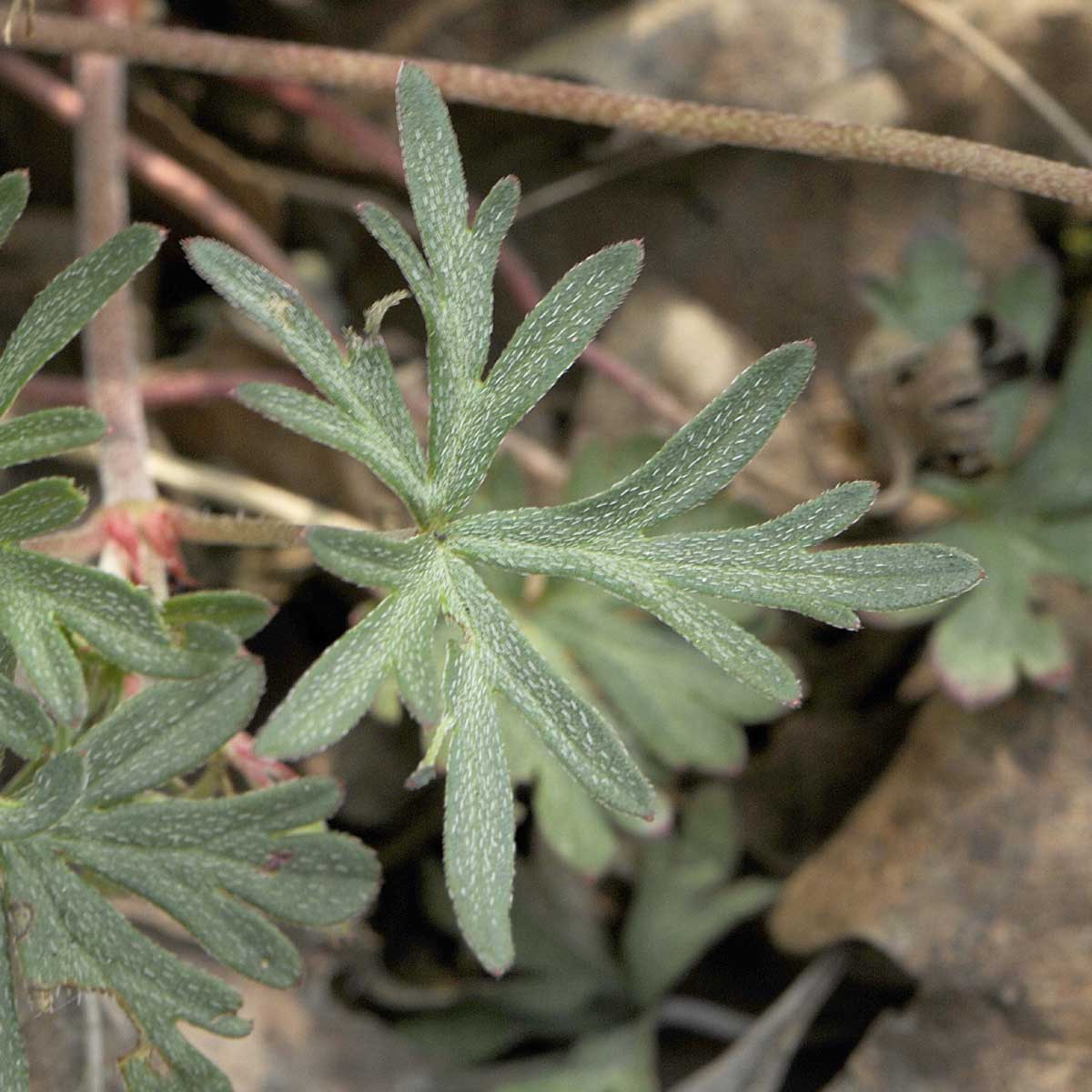 Un Geranium un p strano: Geranium columbinum