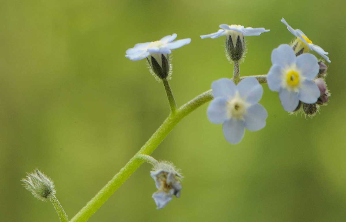 Myosotis da determinare