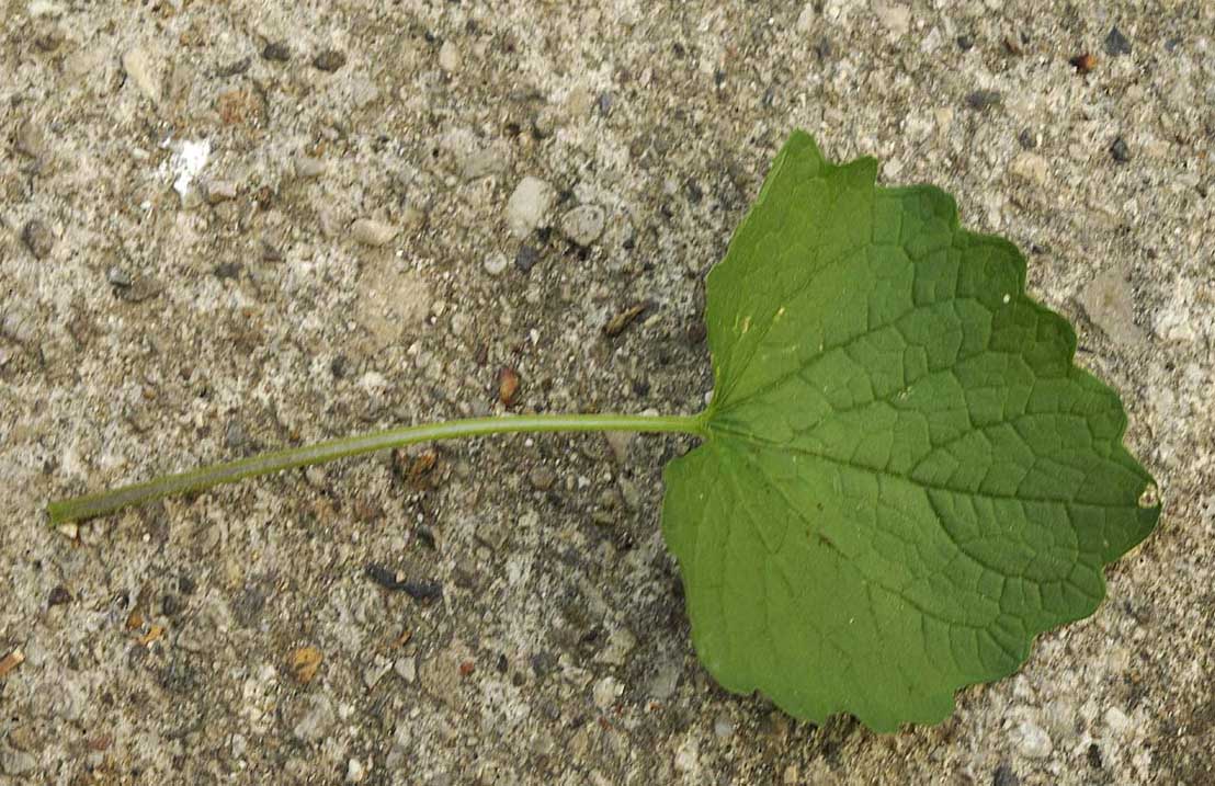 Alliaria petiolata (M. Bieb.) Cavara & Grande