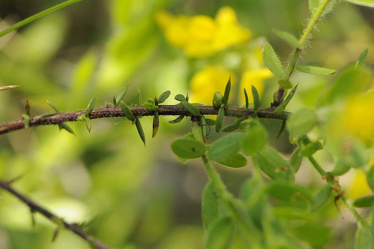 Genista germanica / Ginestra spinosa