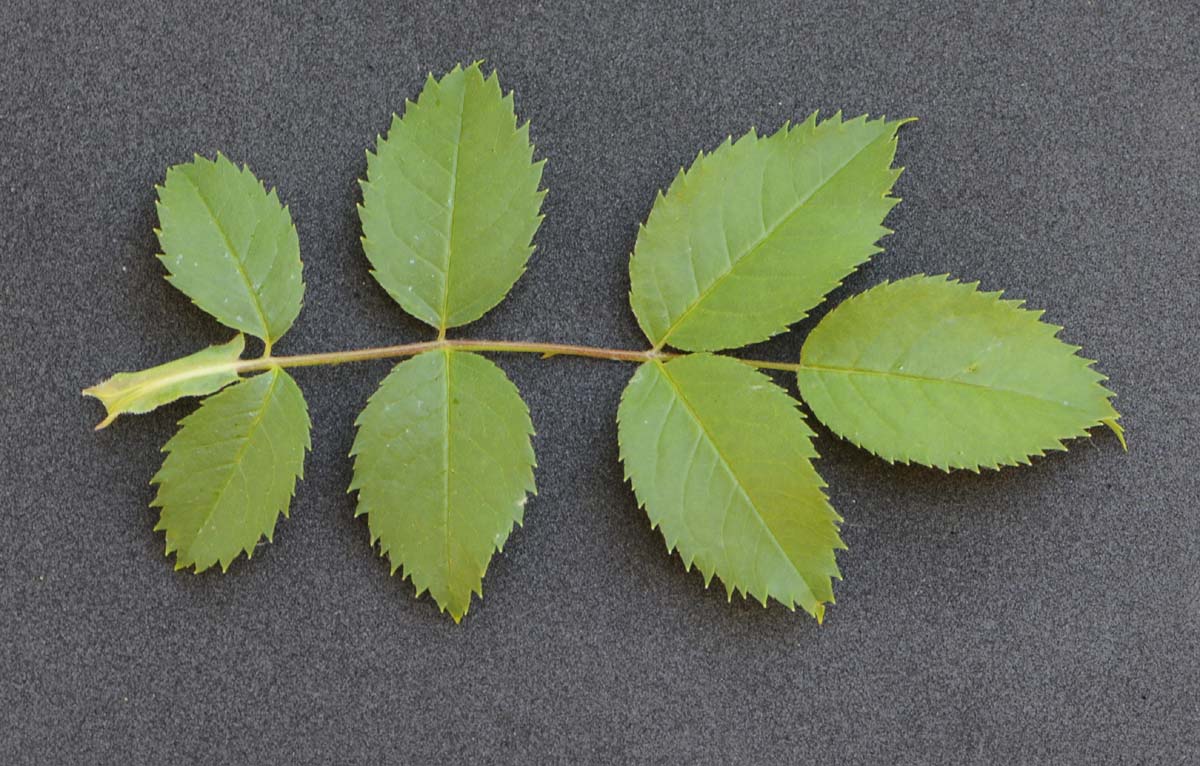 Rosa canina / Rosa canina