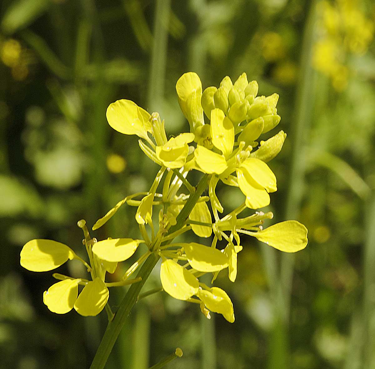 Sinapis arvensis