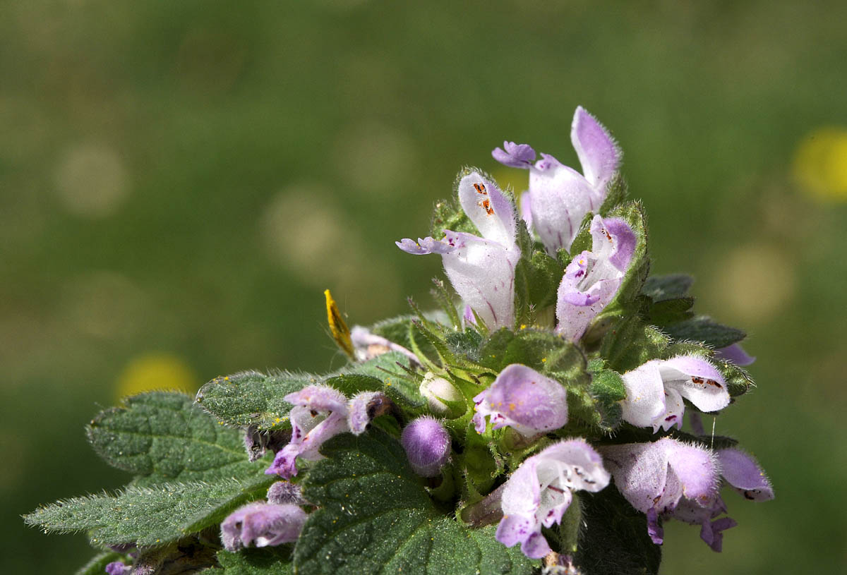 Lamium purpureum