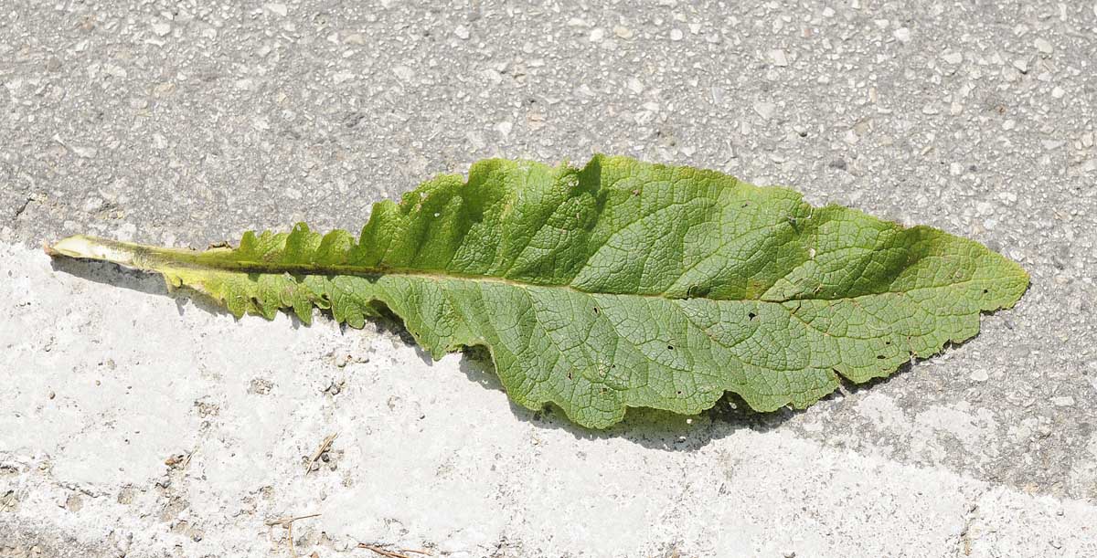 Verbascum phlomoides o V.densiflorum ?