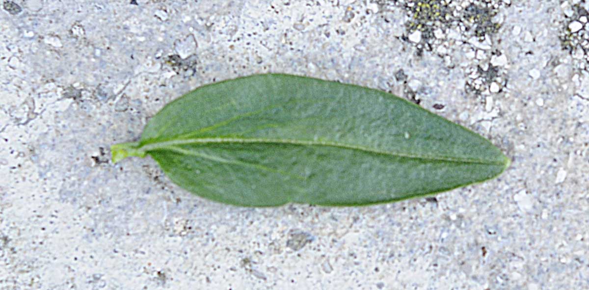 Sbuca da un muro: Antirrhinum majus, cultivar