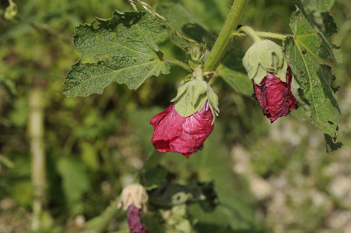 Alcea rosea / Malvone roseo