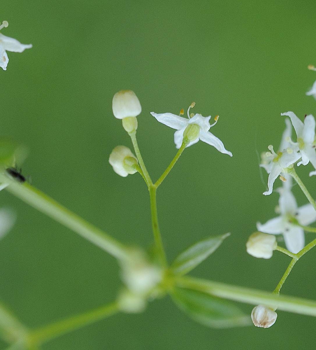 Galium mollugo / Caglio tirolese