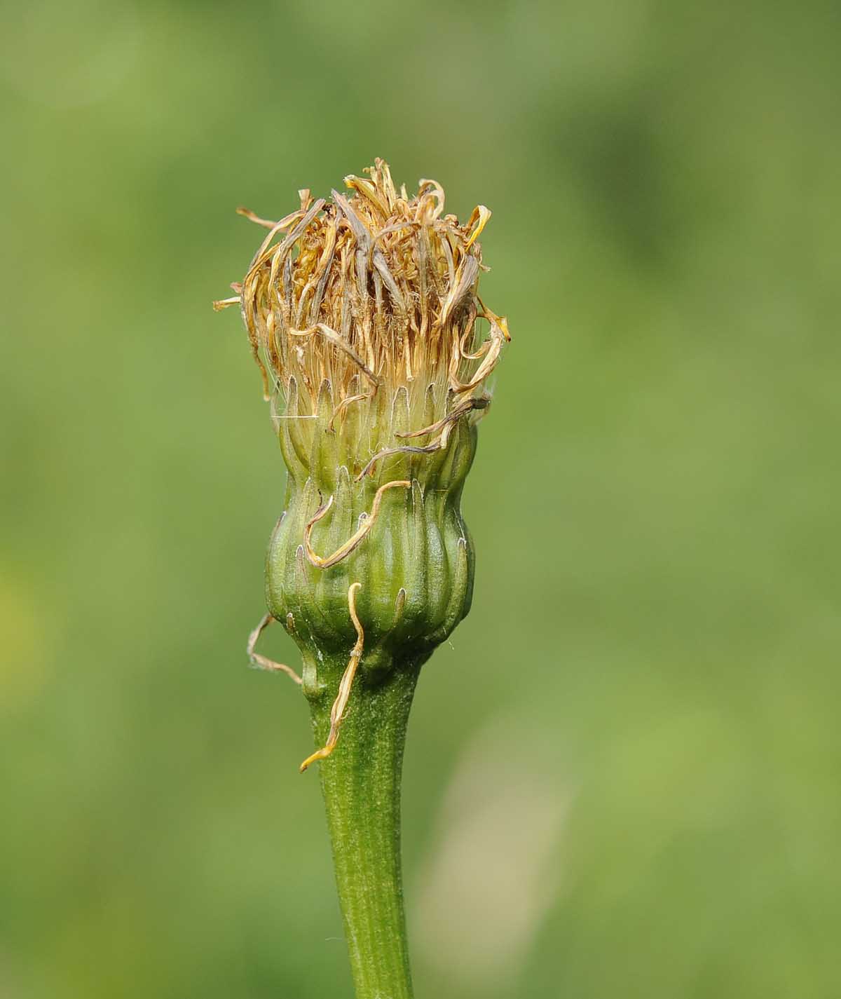 Leontodon hispidus