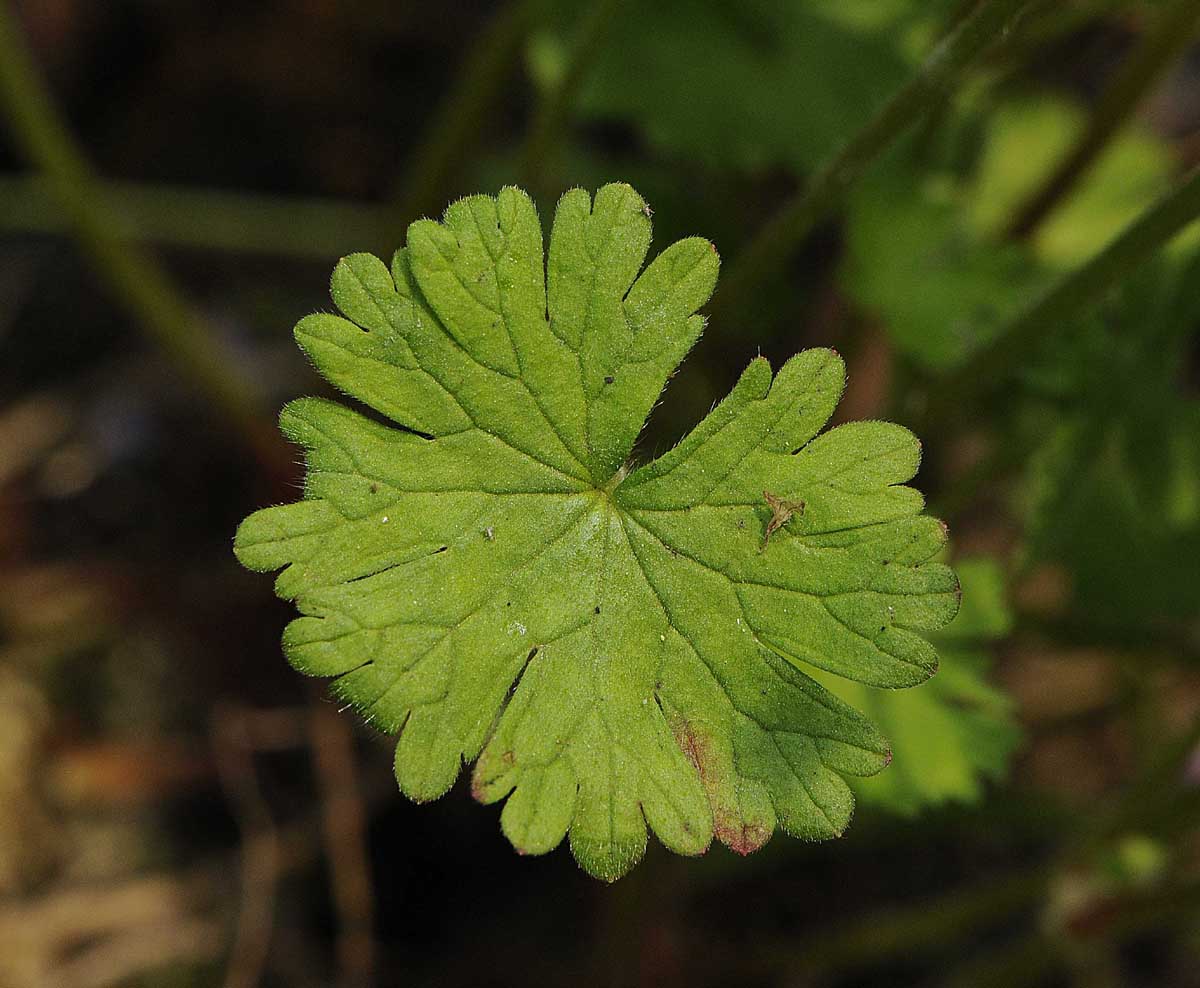 Geranium molle / Geranio volgare