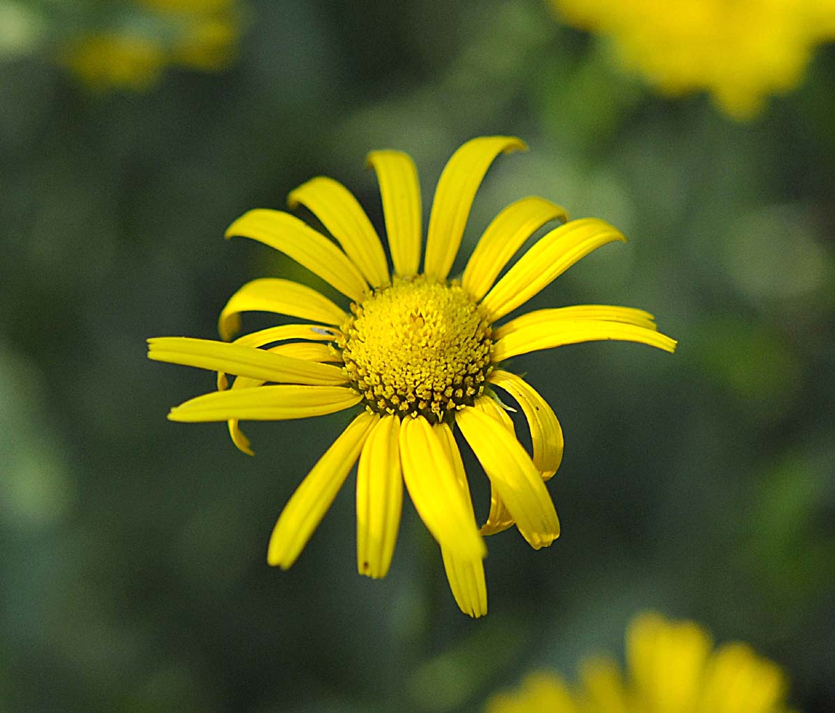 Buphthalmum salicifolium subsp. salicifolium