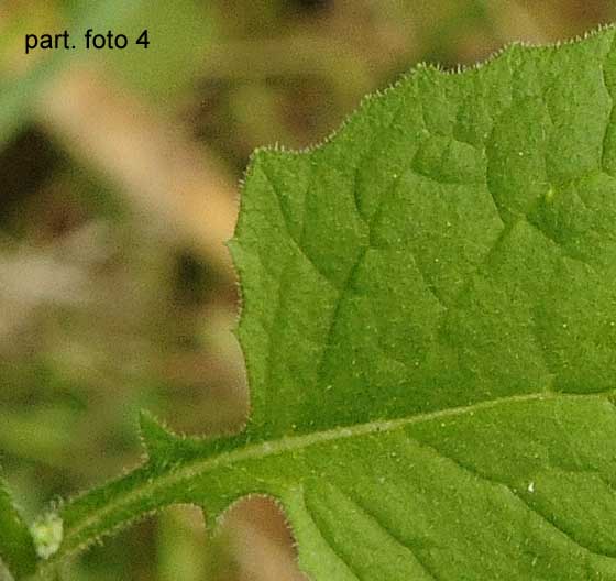 Lapsana communis / Lassana comune