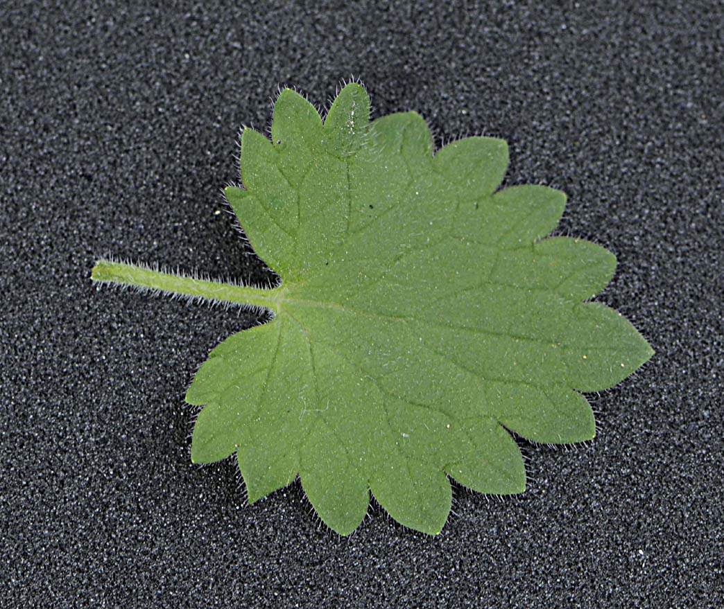 Glechoma hederacea subsp hirsuta?