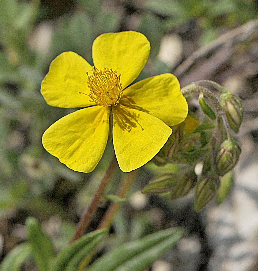 Helianthemum mummularium s. l.