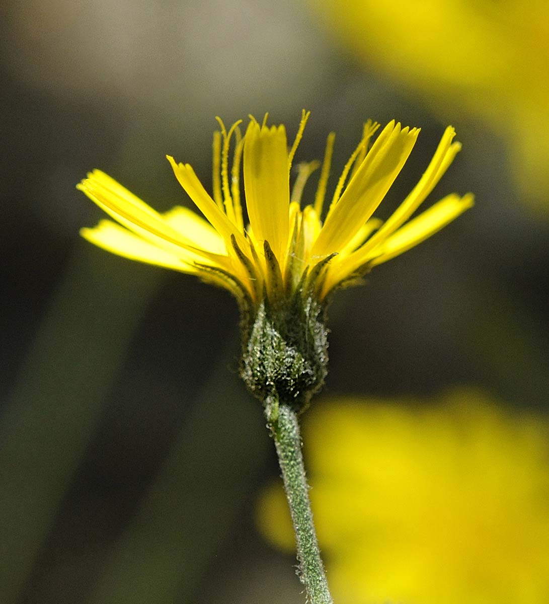 Hieracium a foglie macchiate