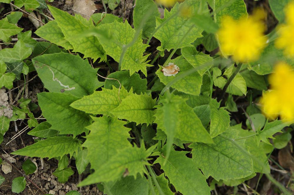 Hieracium bifidum?