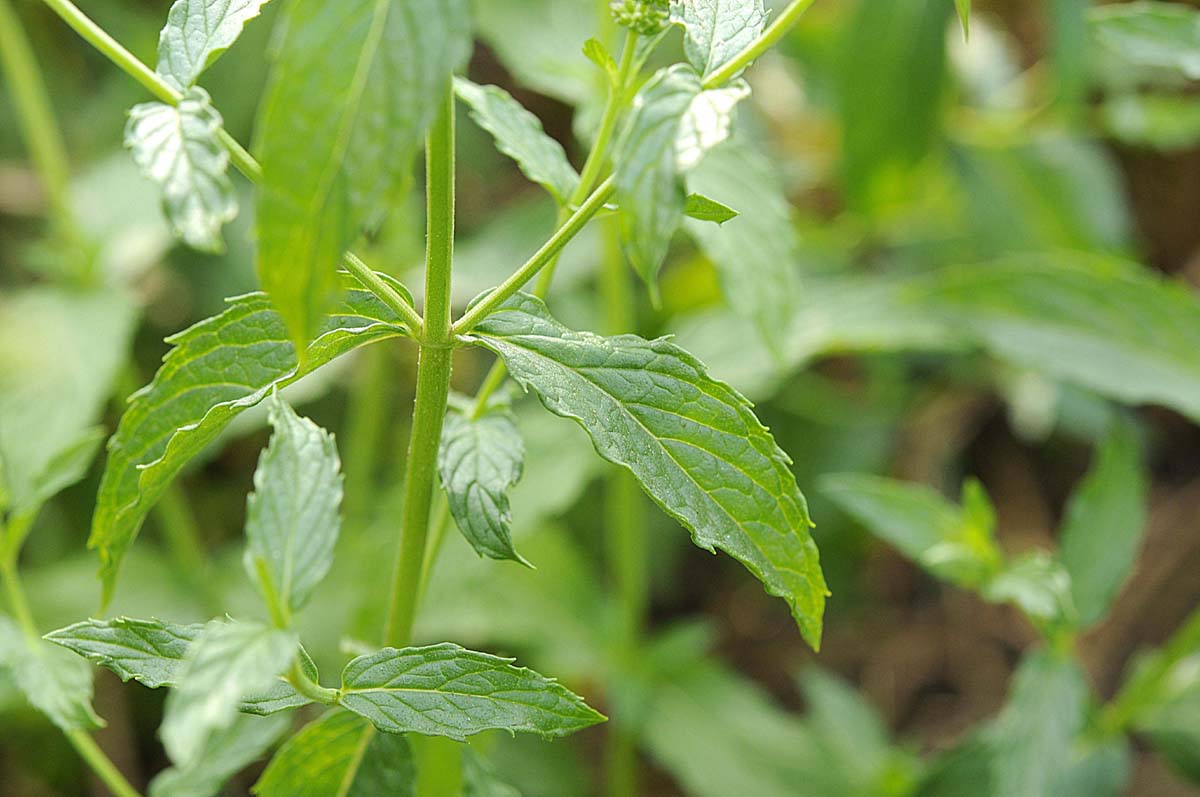 Mentha spicata?