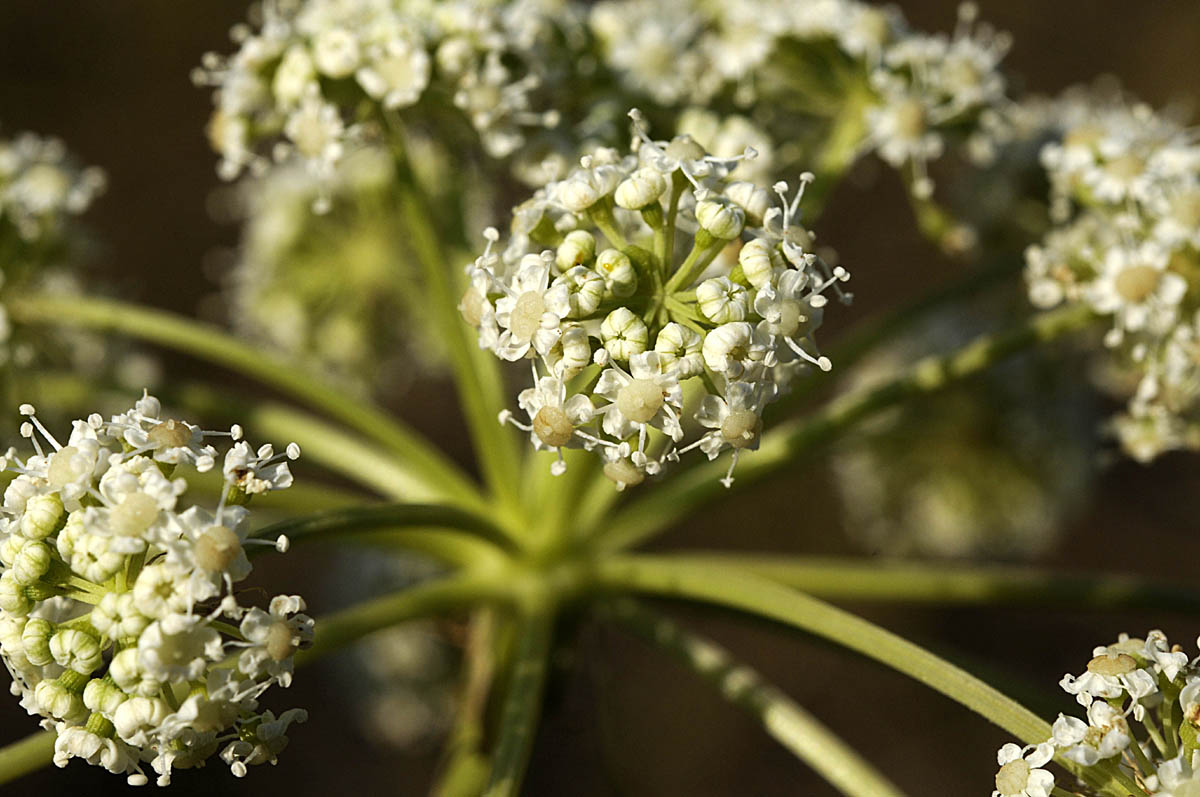 Peucedanum cervaria?