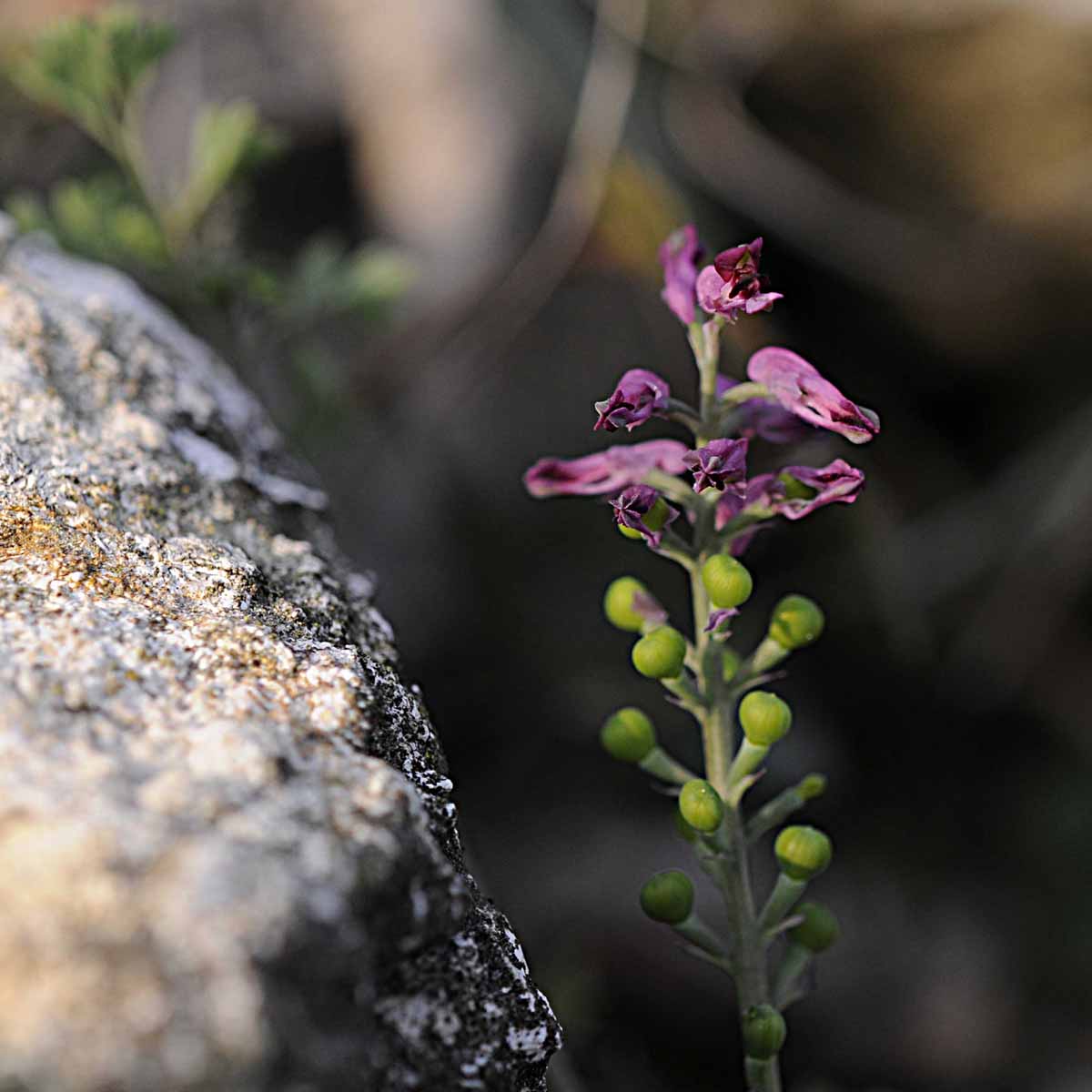 Fumaria officinalis subsp. officinalis / Fumaria comune