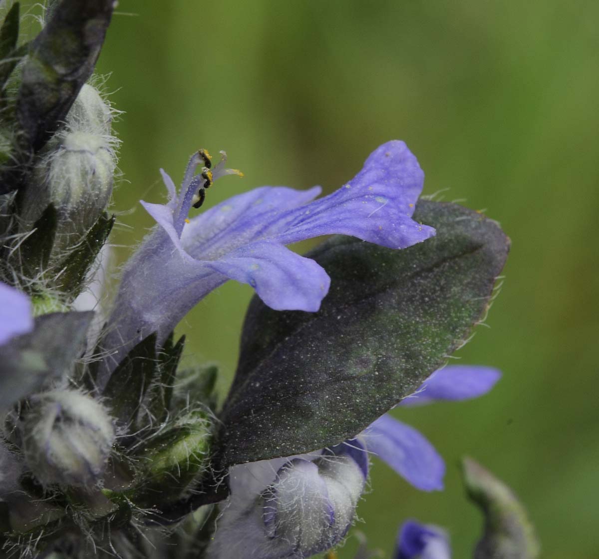 Ajuga reptans / Iva comune, Erba di S.Lorenzo
