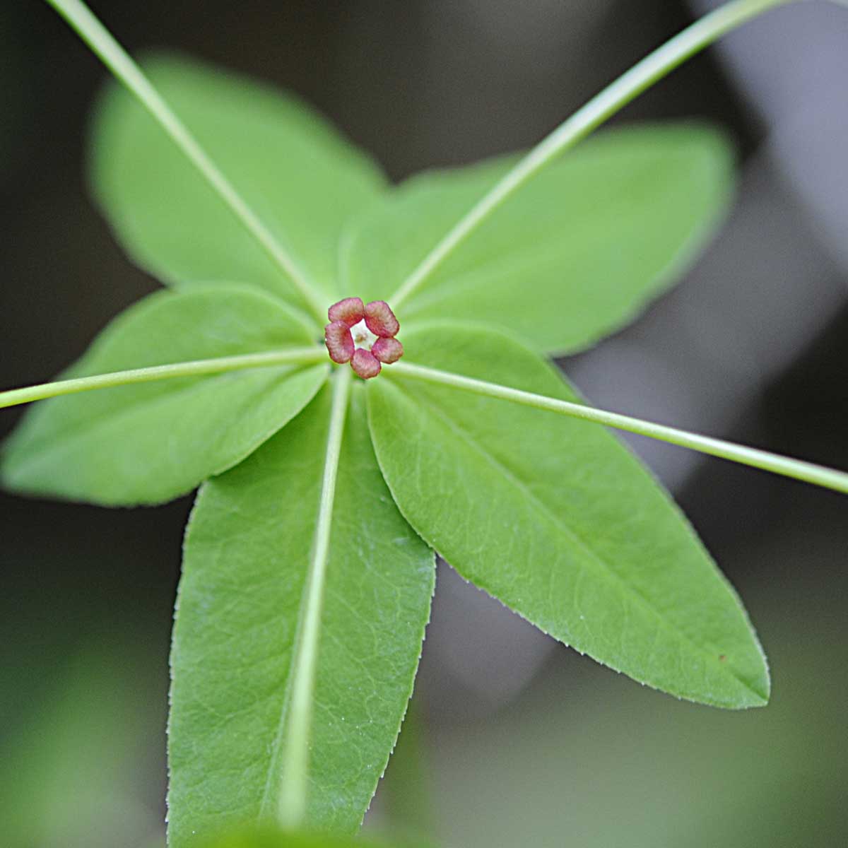 Euphorbia dulcis