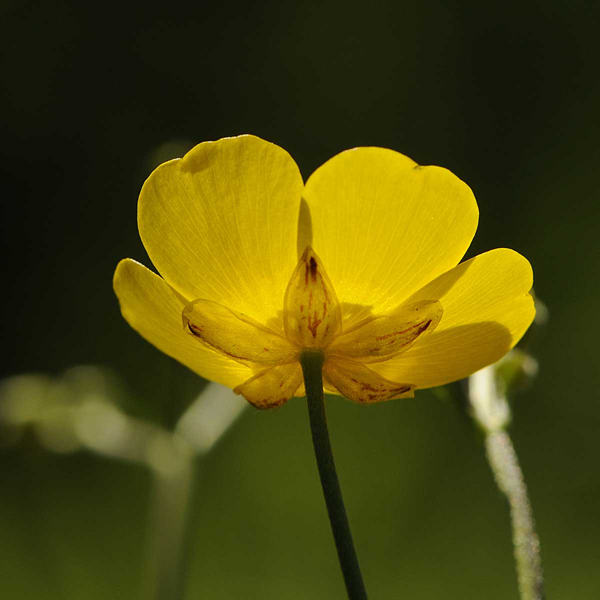 Ranunculus acris L / Ranuncolo comune