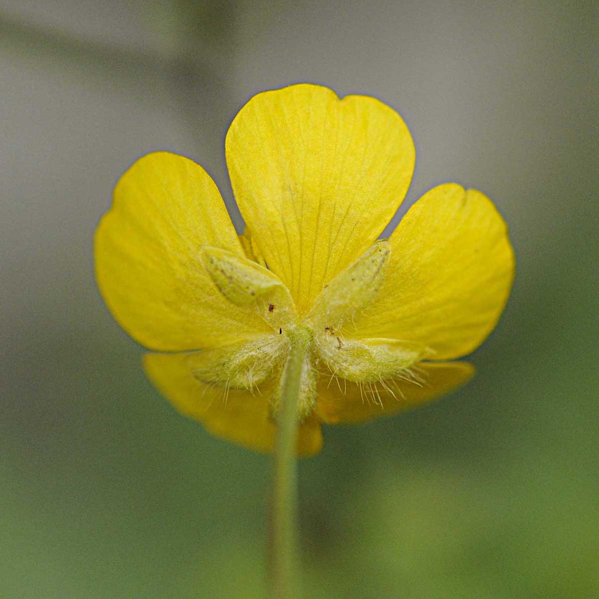 Ranunculus lanuginosus / Ranuncolo lanuto