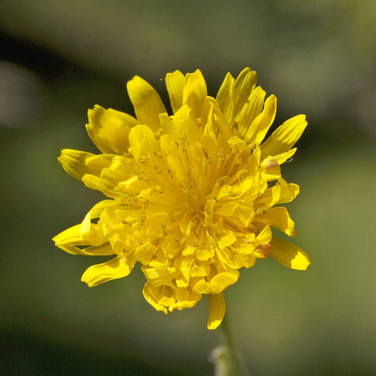 Crepis vesicaria subsp. taraxacifolia