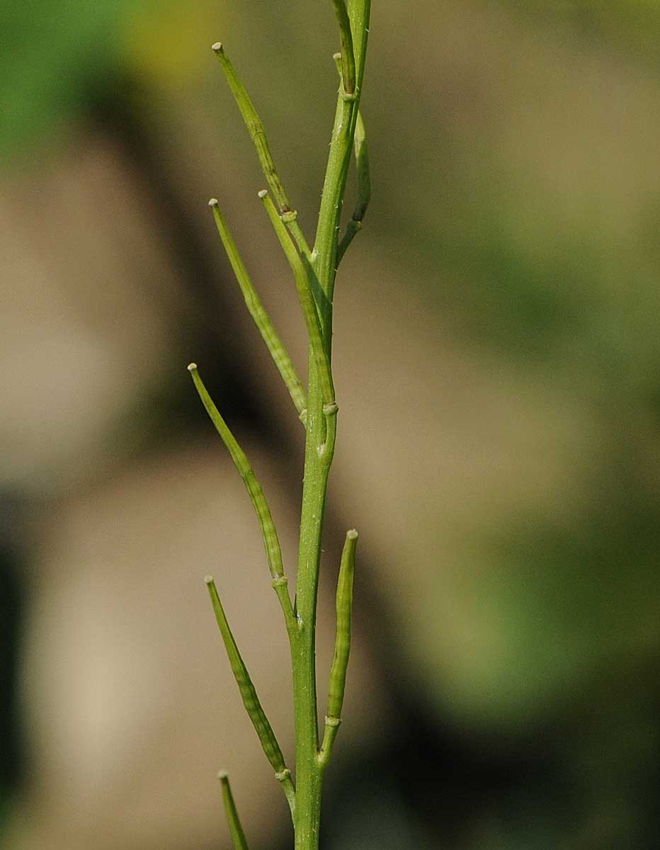 Sinapis arvensis