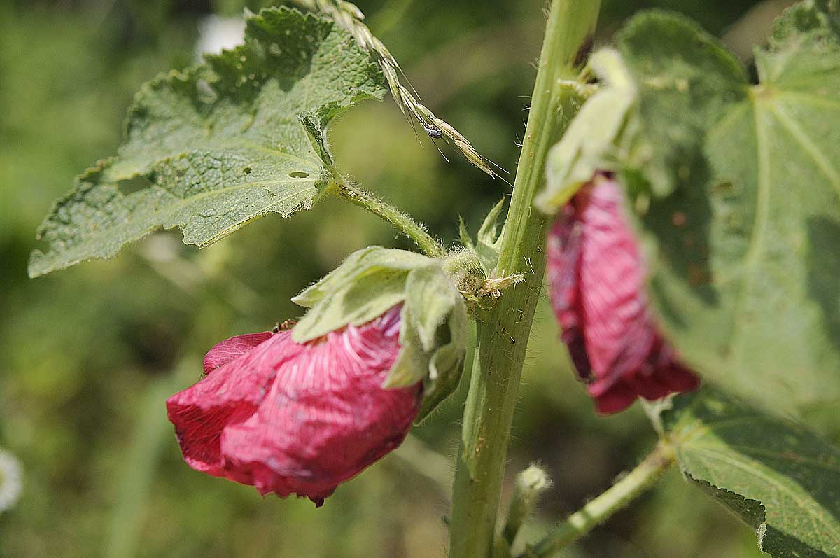 Alcea rosea / Malvone roseo