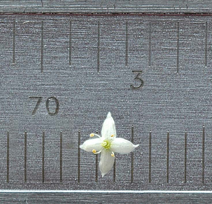 Galium mollugo / Caglio tirolese